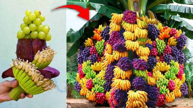5 innovative Techniken zum Veredeln von Bananen mit Trauben für erstaunliche Früchte