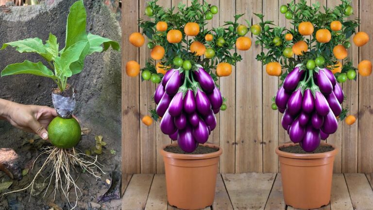 5 einzigartige Techniken für den Anbau von Auberginen mit Orangen!