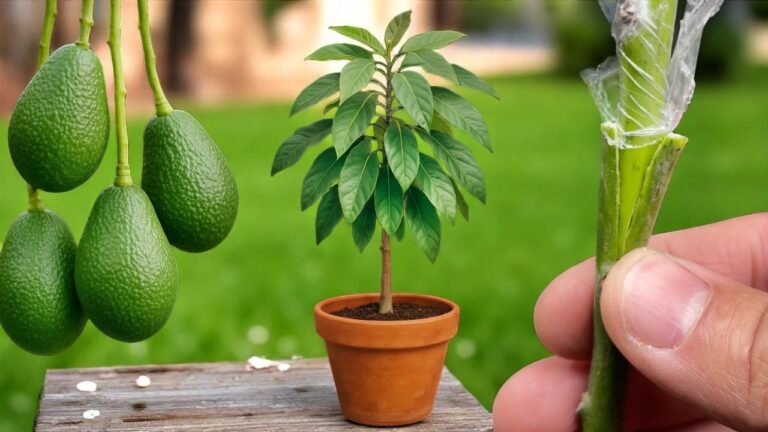 5 einfache Schritte, um Avocados erfolgreich zu verpflanzen und zu vermehren