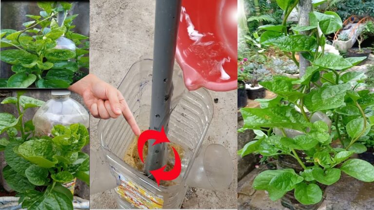 5 einfache Tipps für erfolgreiches Spinatwachstum auf Hochbeeten
