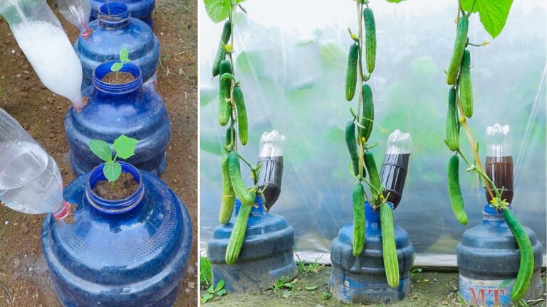 7 Tipps für das senkrechte Gurkenwachstum mit Plastikflaschen und Tropfbewässerung