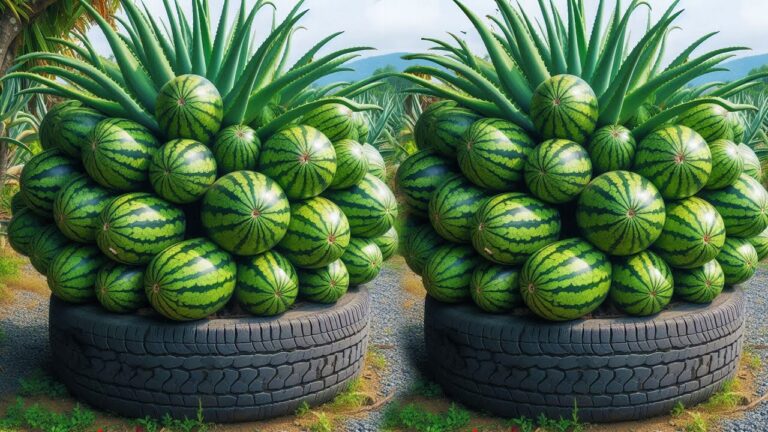 5 einfache Schritte zum Veredeln von Wassermelonen mit Aloe Vera für saftigen Genuss