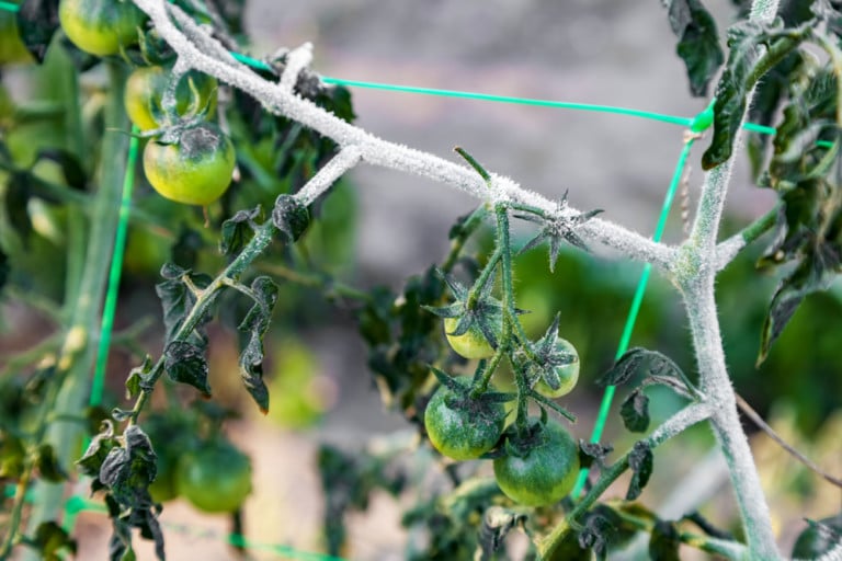 13 effektive Tipps zum Schutz von Tomatenpflanzen vor Kälte und Frost